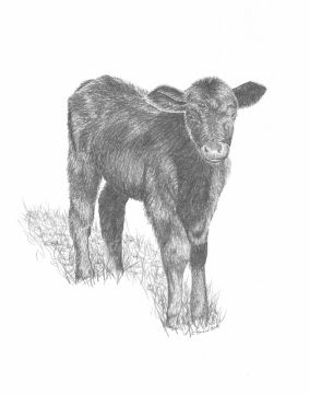 Black Calf Graphite Drawing