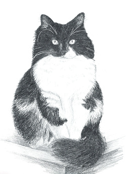 Tuxedo Cat Graphite Drawing
