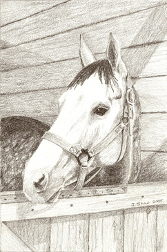 Grey Horse Graphite Drawing