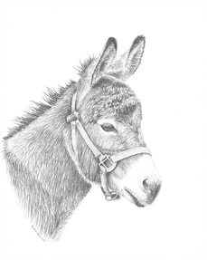 Donkey Graphite Drawing