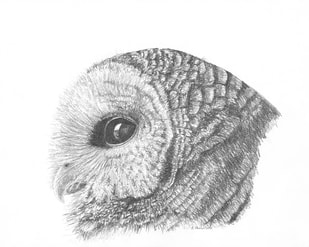 Owl Graphite Drawing